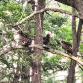 Turkeys in Trees